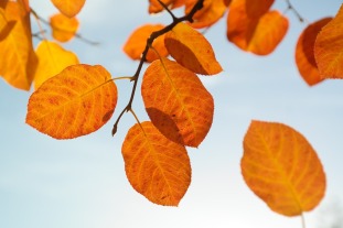 leaves-228111_1280
